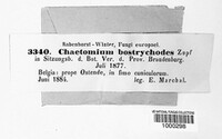 Collariella bostrychodes image